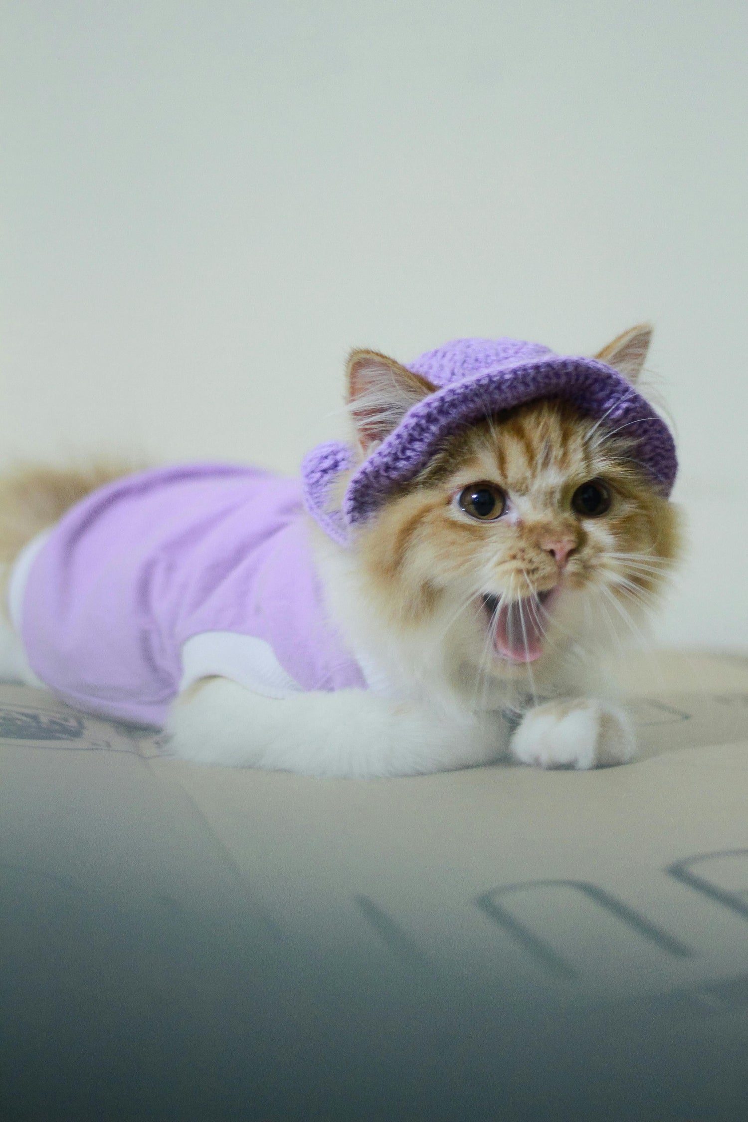 Cat Supplies