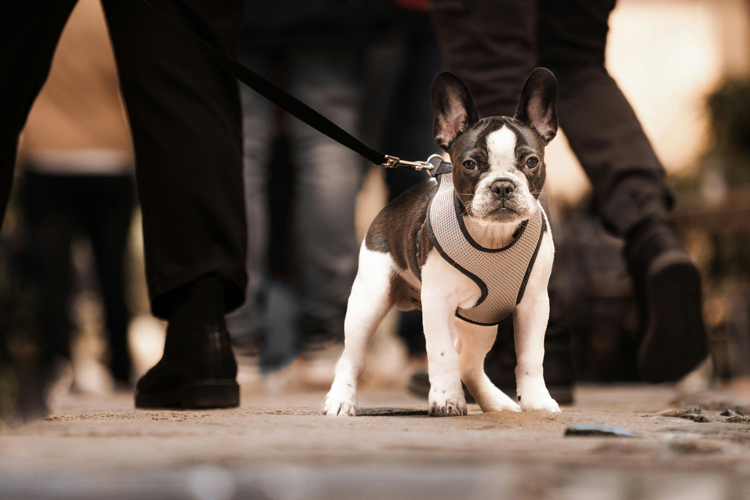 🐕 Walkies (Leashes & Harnesses)