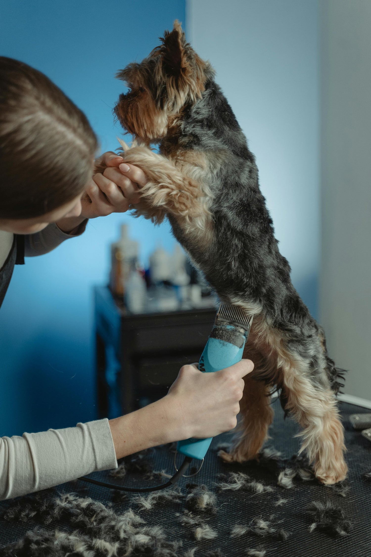 Pet Grooming & Health